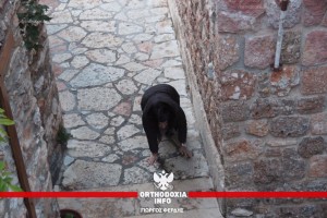 agios_efrem_13