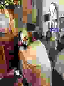 13900177_283446672024658_2098218273394062379_n