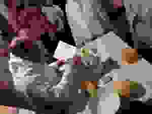 image-0-02-05-7bc9d5804773bdb20783883aa7703f6d170916da15fea9bb499a1d20f8159e5c-V